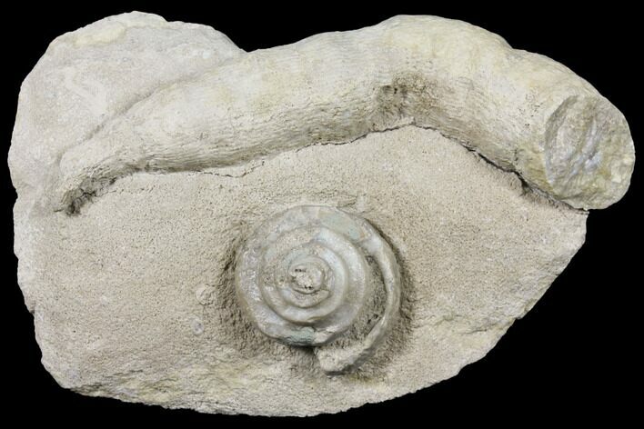 Mississipian Gastropod (Euomphalus) & Coral Fossil - Iowa #130303